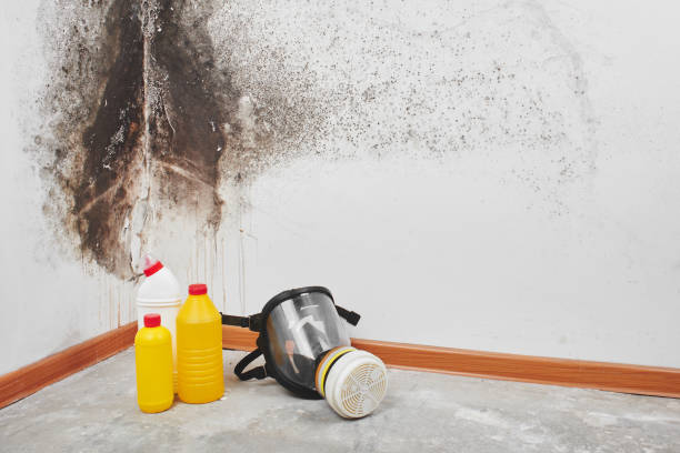 Best Professional Mold Removal  in Hawthorne, NJ