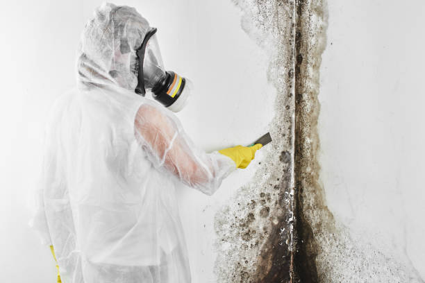 Best Home Mold Removal  in Hawthorne, NJ