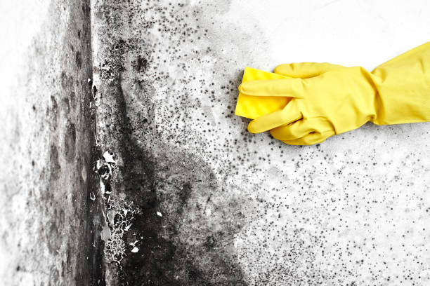 Best Crawl Space Mold Removal  in Hawthorne, NJ
