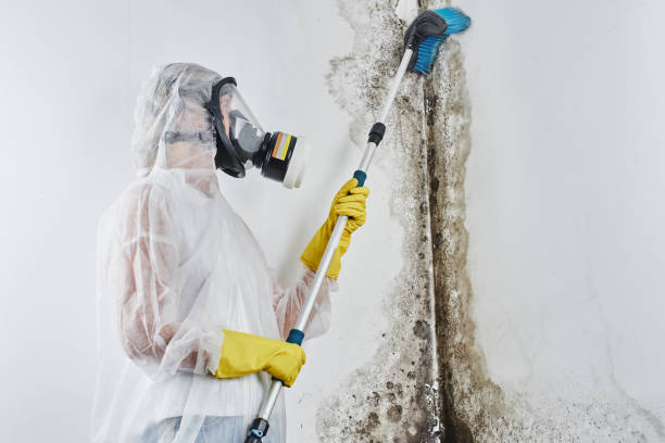 Best Affordable Mold Removal  in Hawthorne, NJ