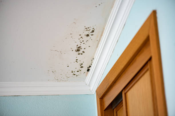 Best Best Mold Removal Companies  in Hawthorne, NJ