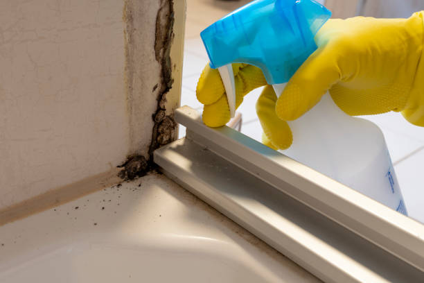 Best Mold Removal Company Near Me  in Hawthorne, NJ