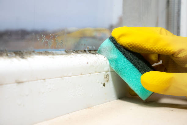 Best Toxic Mold Removal  in Hawthorne, NJ