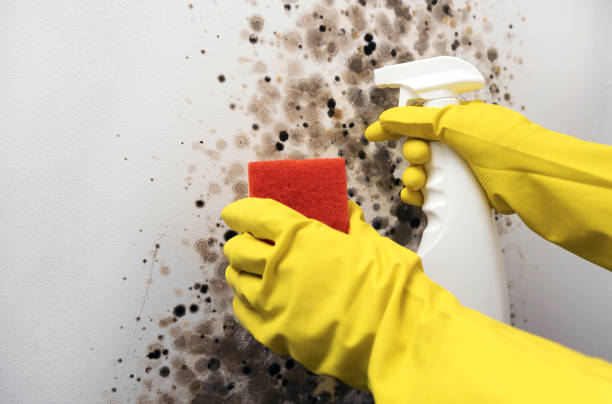 Best Mold Cleaning Services  in Hawthorne, NJ