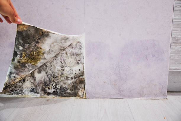 Best Attic Mold Removal  in Hawthorne, NJ